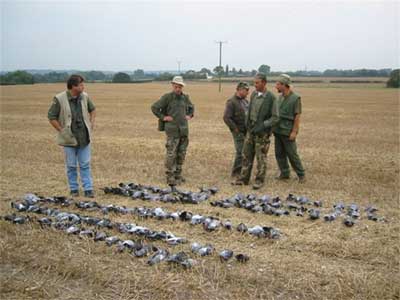 Pigeon Watch UK - Pigeon Shooting