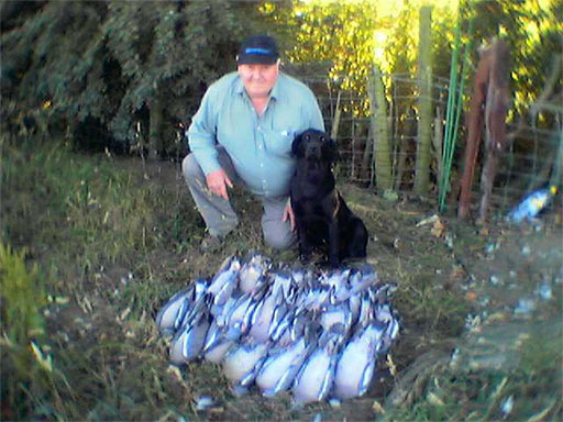 Pigeon Watch UK - Pigeon Shooting